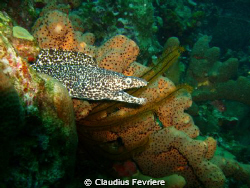 Spotter Moray by Claudius Fevriere 
